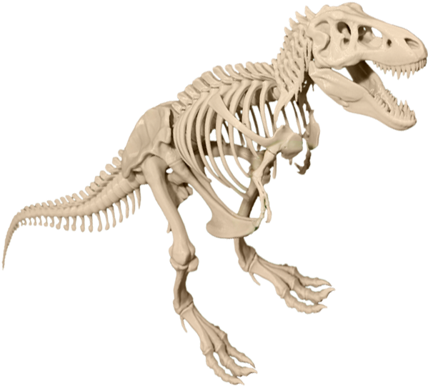 A Skeleton Of A Dinosaur