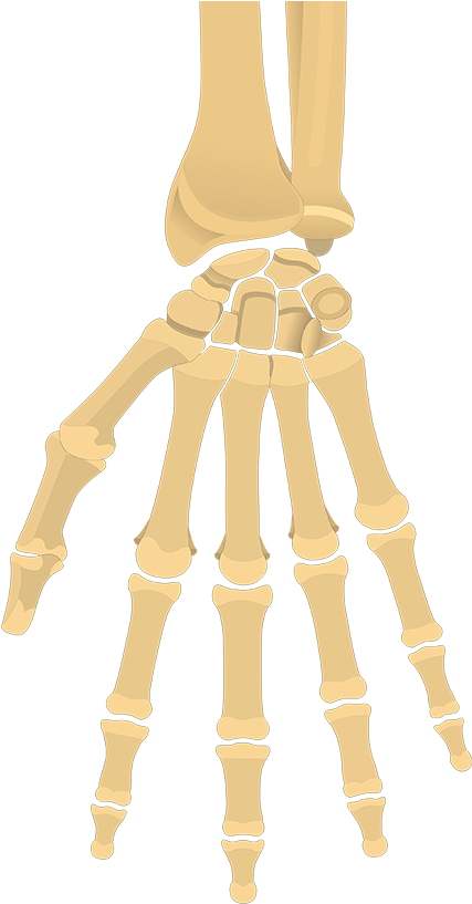 A Skeleton Hand With A Black Background