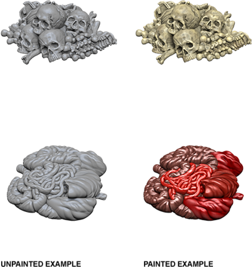 A Group Of Skulls And Human Brain