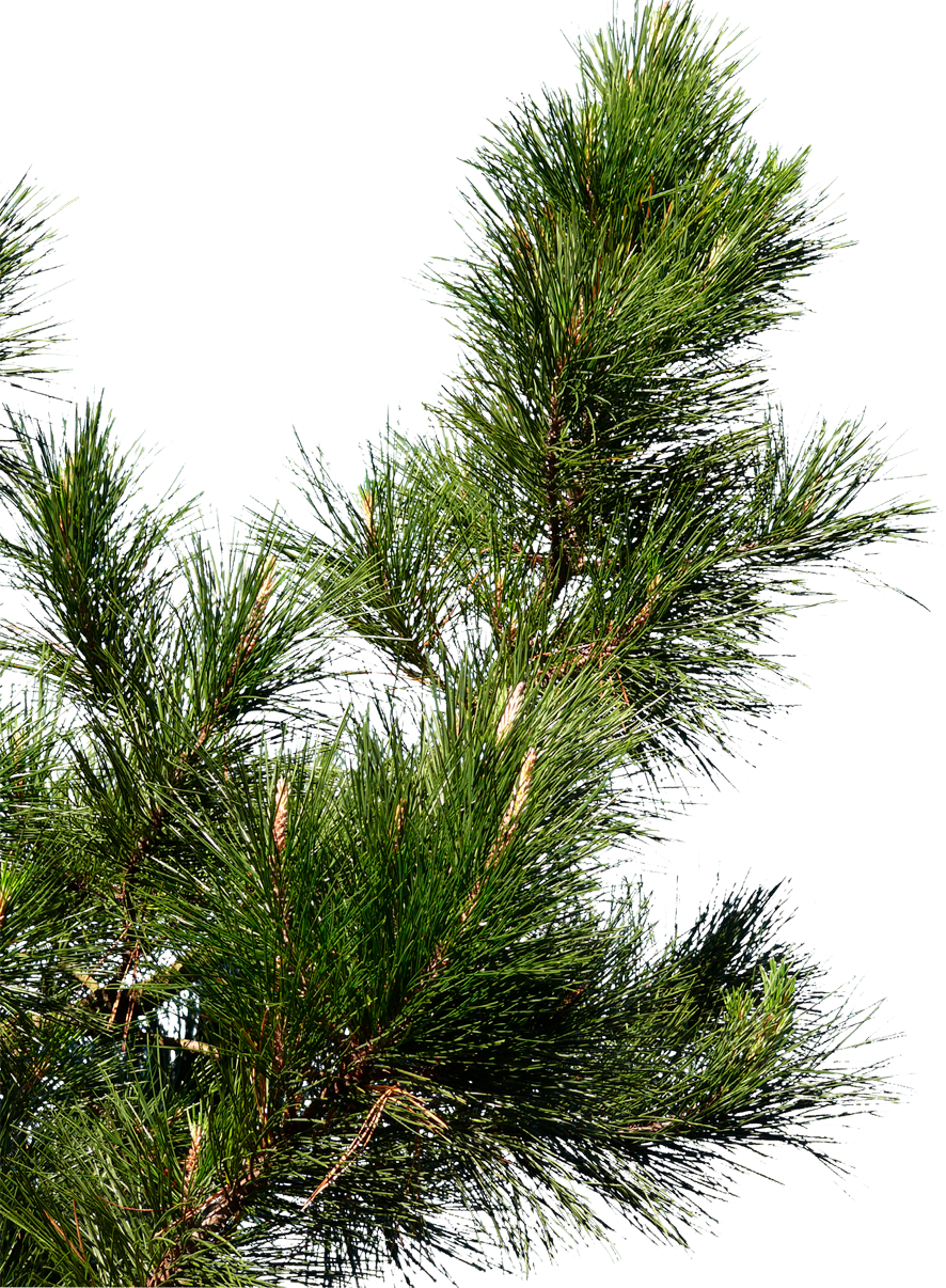 A Close Up Of A Pine Tree
