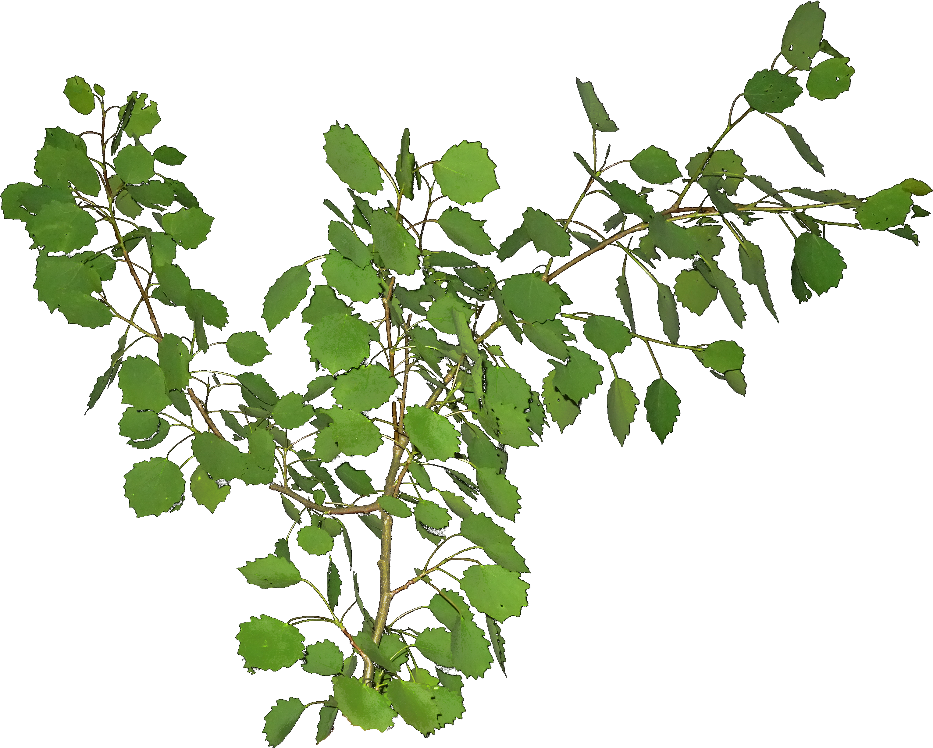 A Green Leaves On A Branch