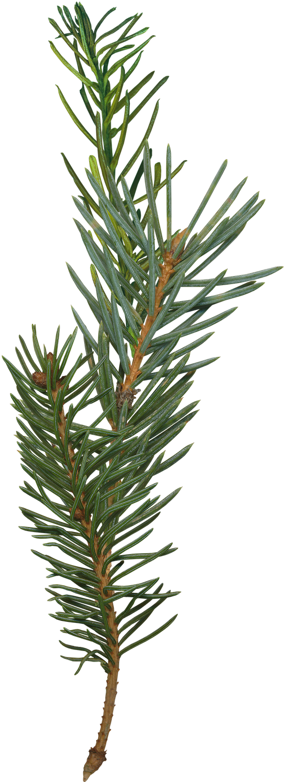 A Close Up Of A Pine Tree Branch