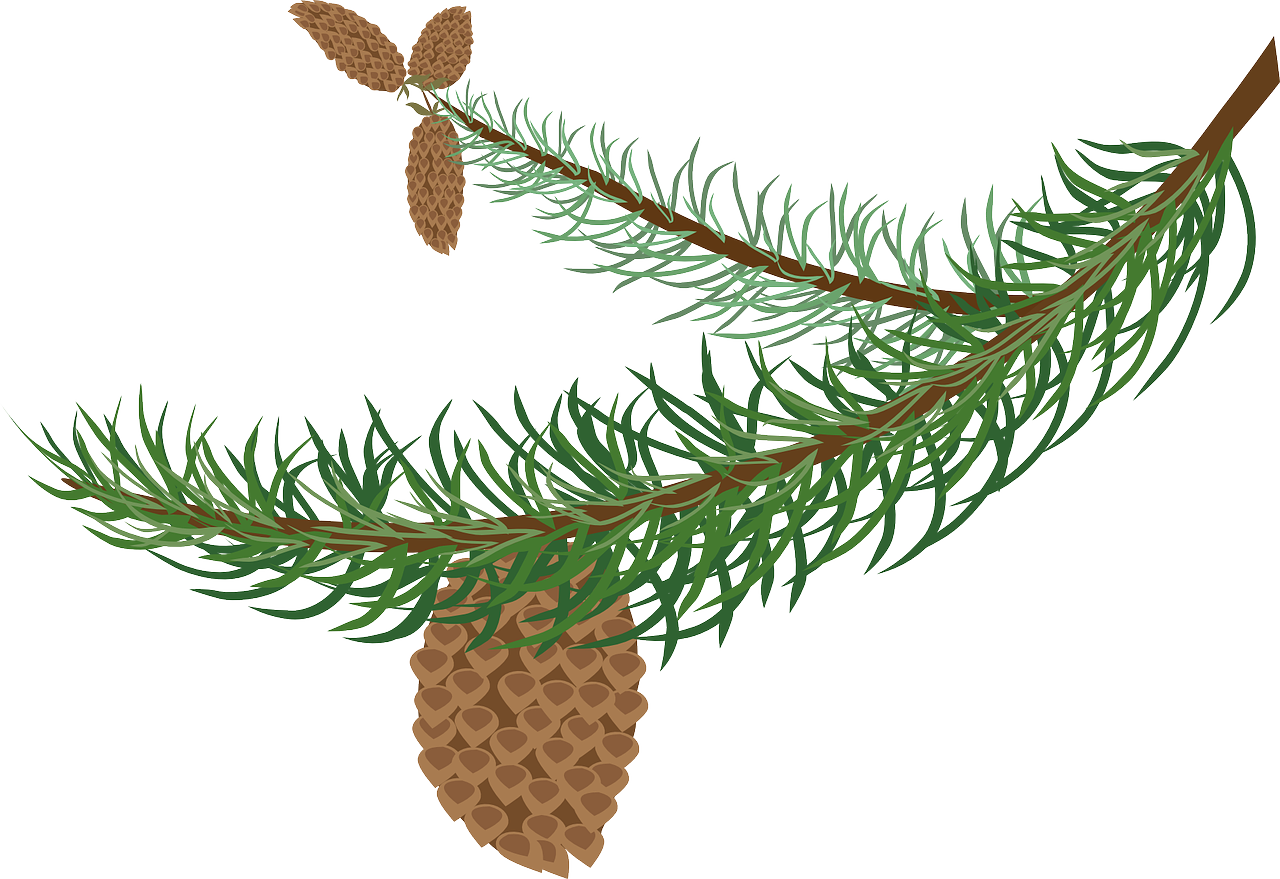 A Pine Tree Branch With Pine Cones
