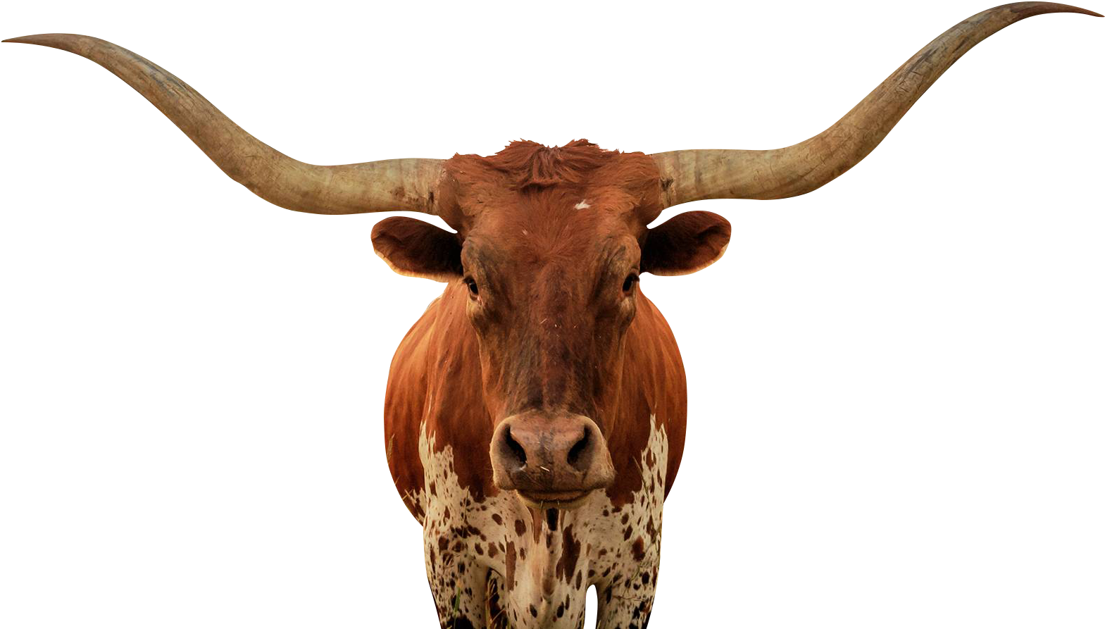 A Longhorn With Horns