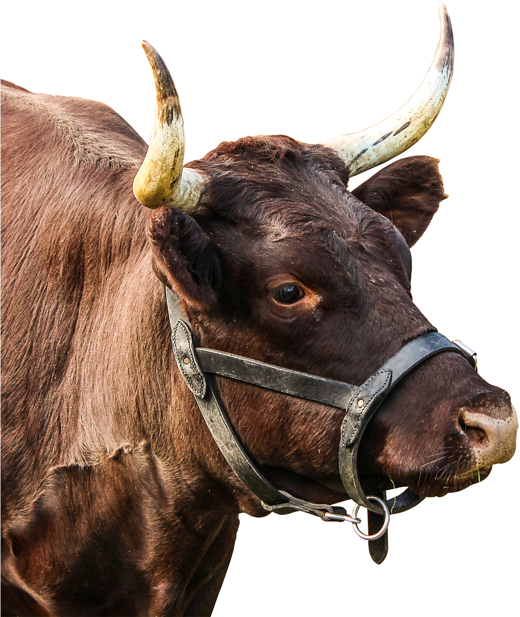 A Brown Cow With Horns