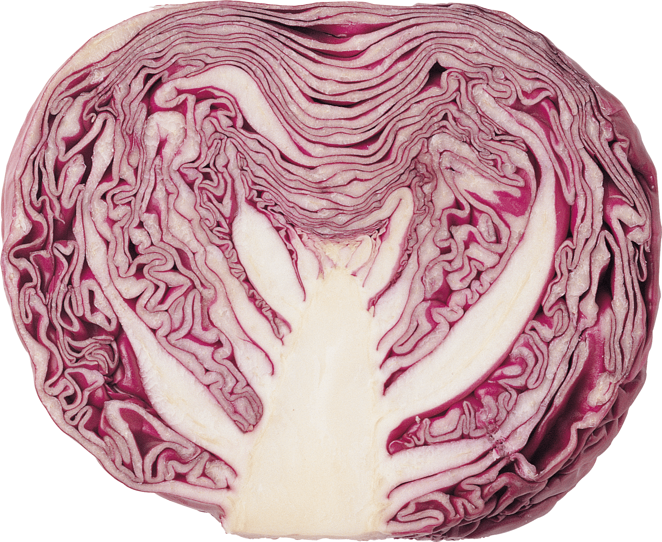A Close Up Of A Cabbage