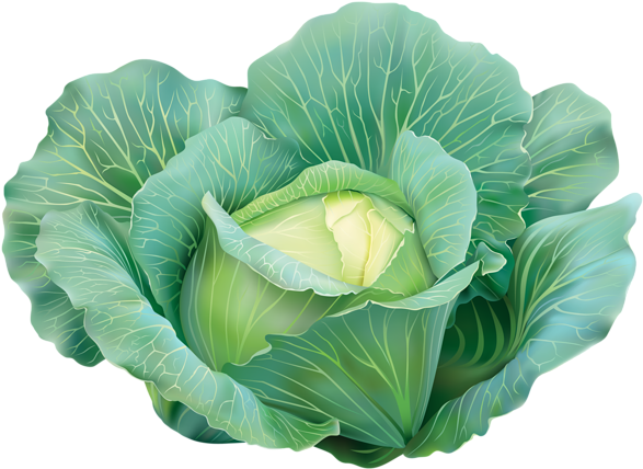 A Green Cabbage With Leaves