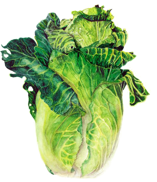 A Head Of Lettuce With Leaves