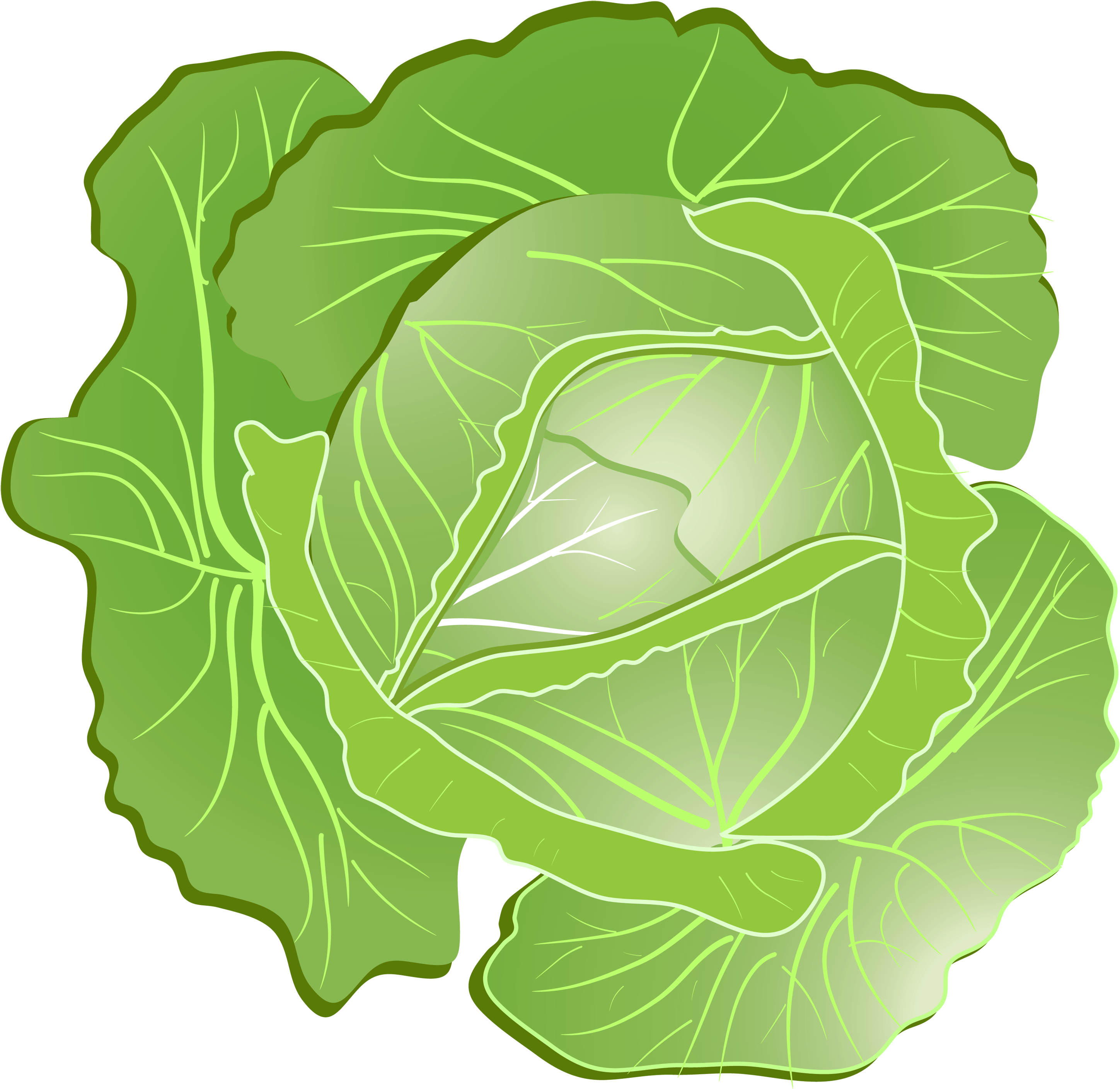 A Green Cabbage With White Edges