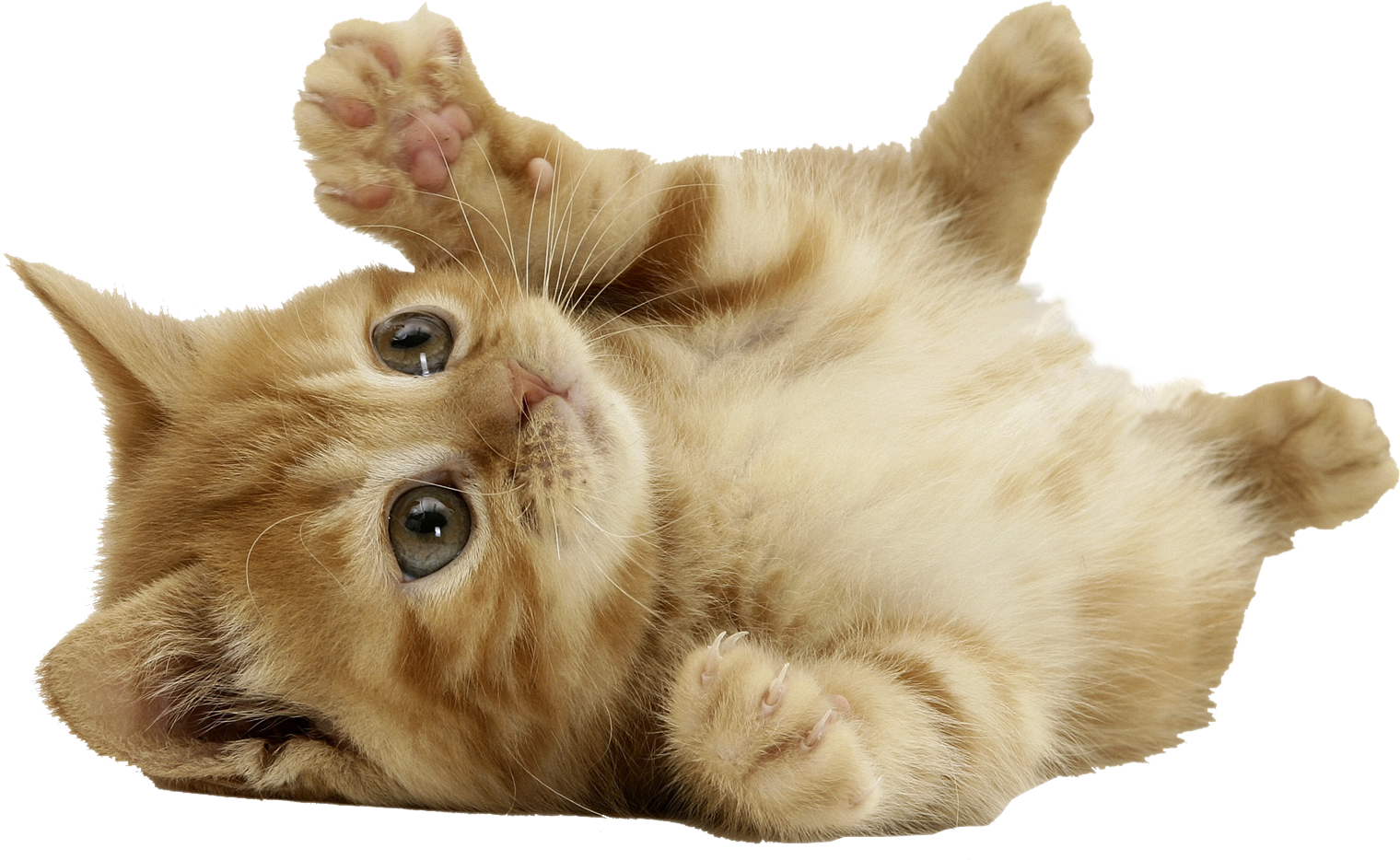 Download Cat Png - Cute Cat Transparent Background, Png Download