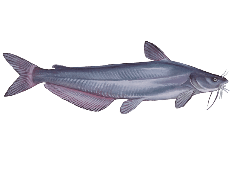 A Silver Fish With Pink Fins