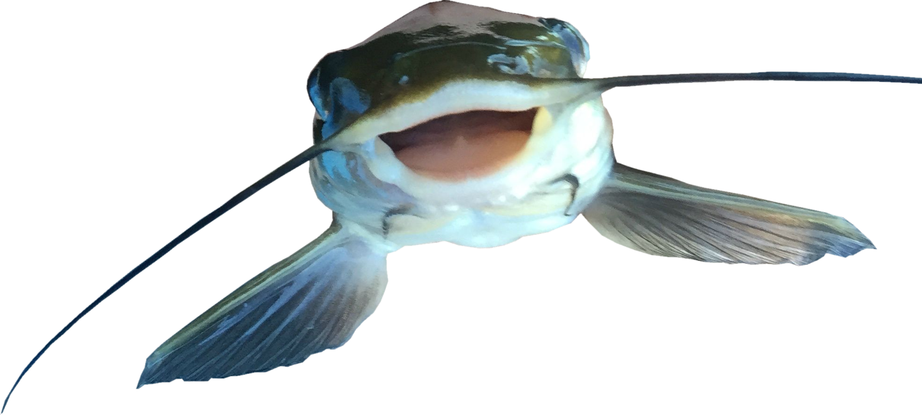 A Fish With A Mouth Open