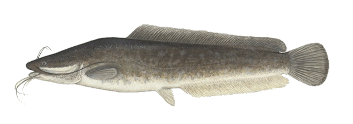 A Close-up Of A Fish