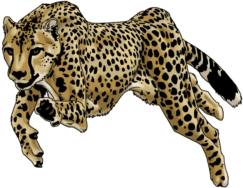 A Cheetah Jumping In The Air
