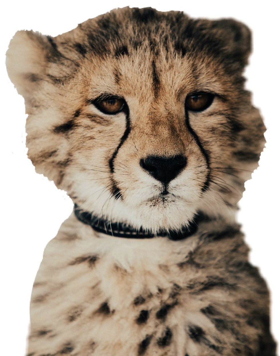 A Close Up Of A Cheetah