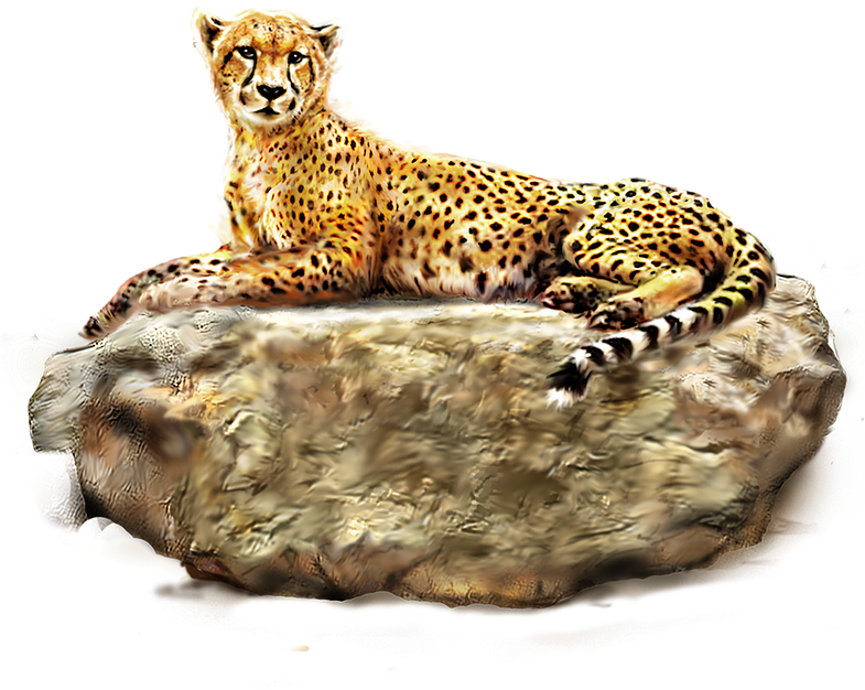 A Cheetah Lying On A Rock