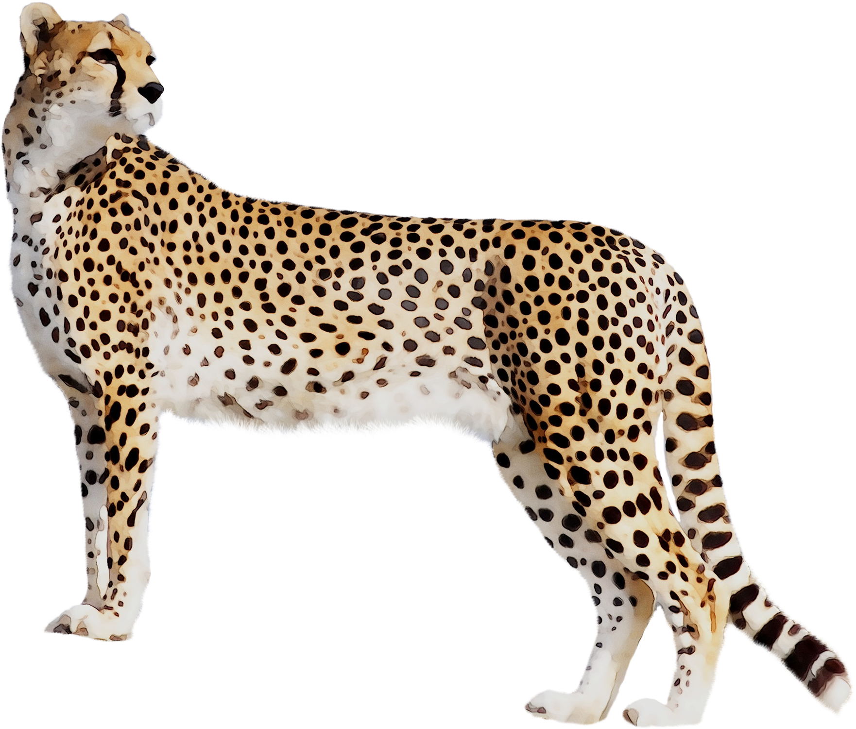 A Cheetah Standing On A Black Background