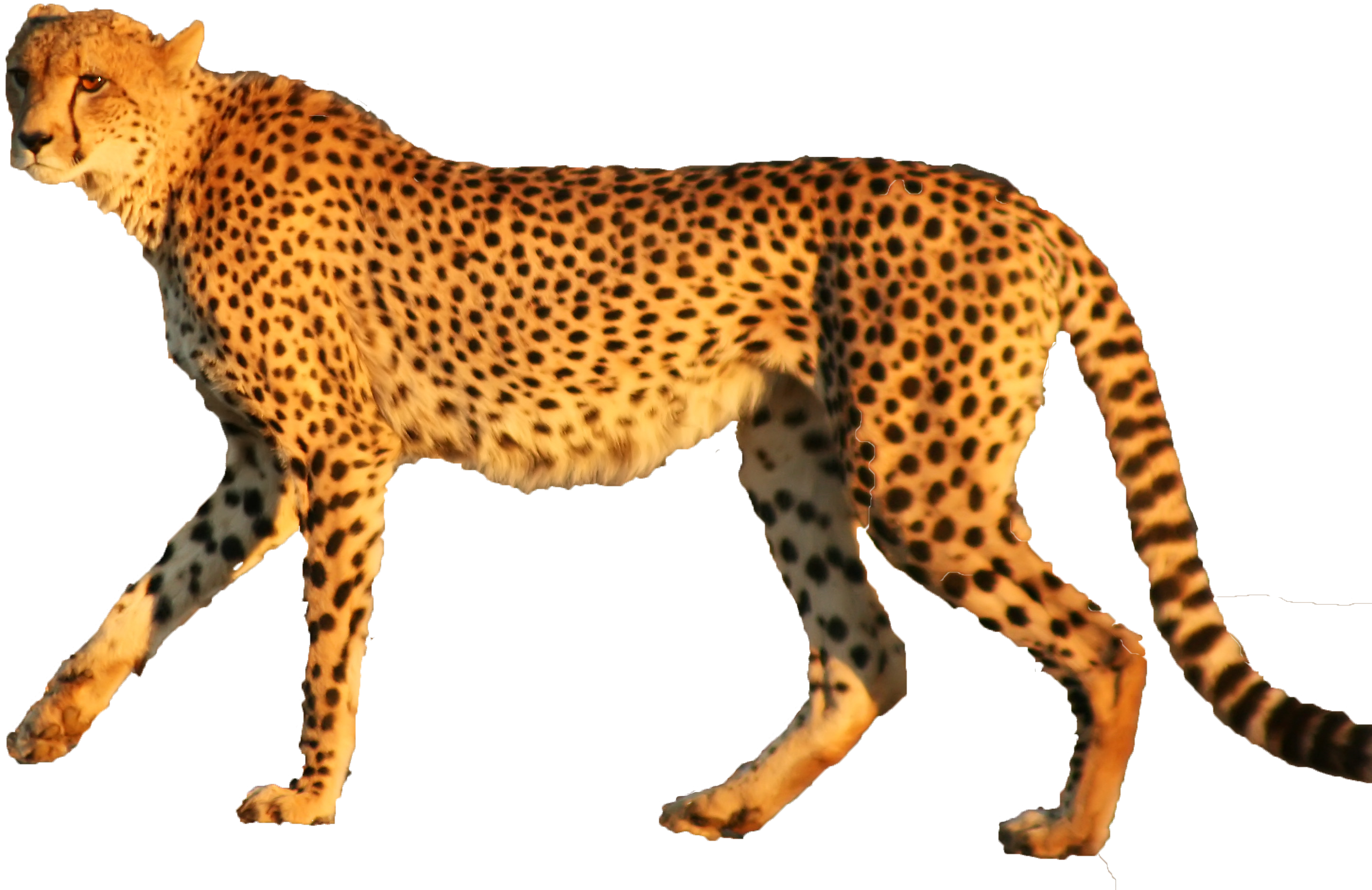 A Cheetah Walking With Black Background