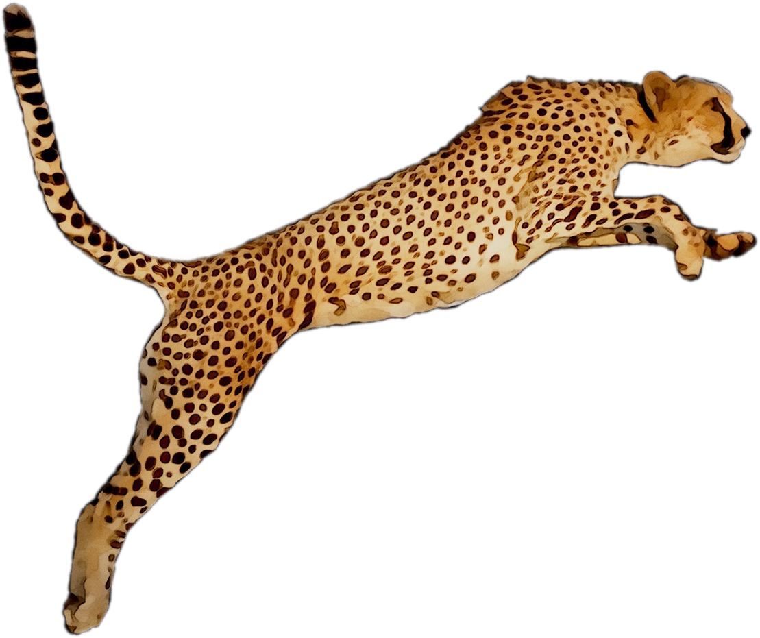 A Cheetah Lying On Its Back