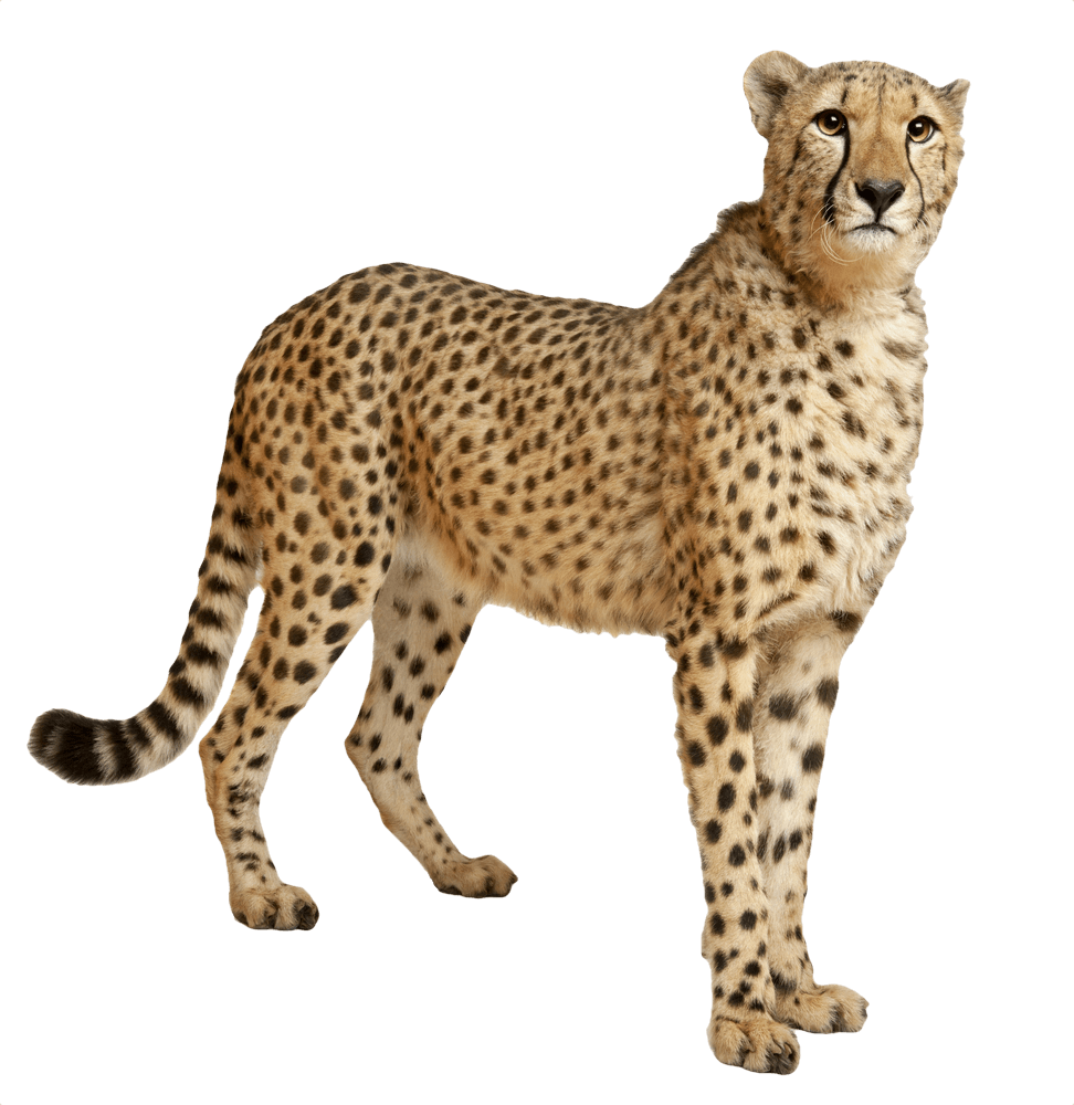 A Cheetah Standing On A Black Background