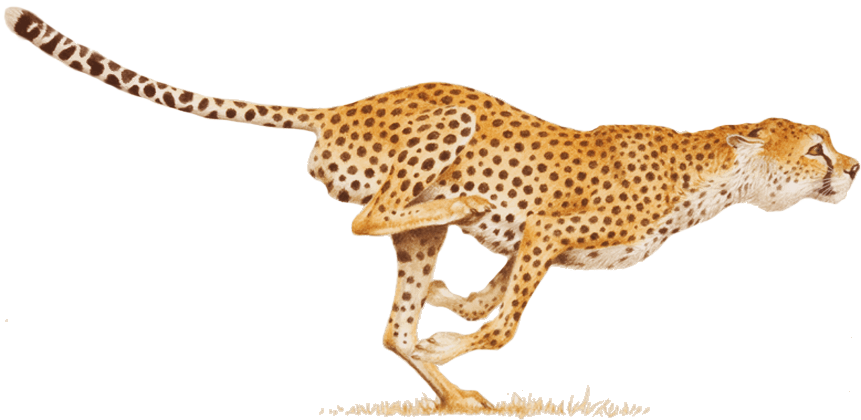 A Cheetah Running With Its Tail Up