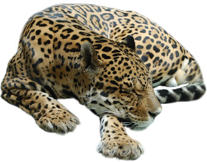 A Leopard Lying Down With Its Eyes Closed