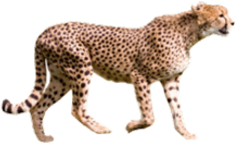 A Cheetah Walking With Black Spots