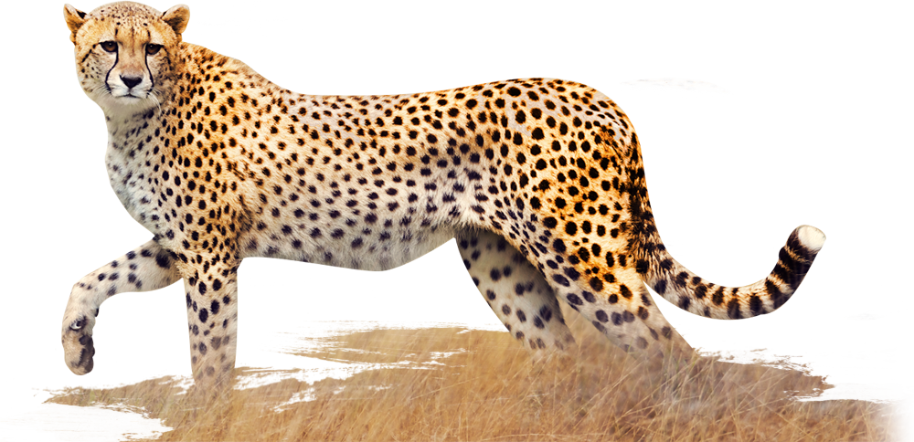 A Cheetah Standing In A Field