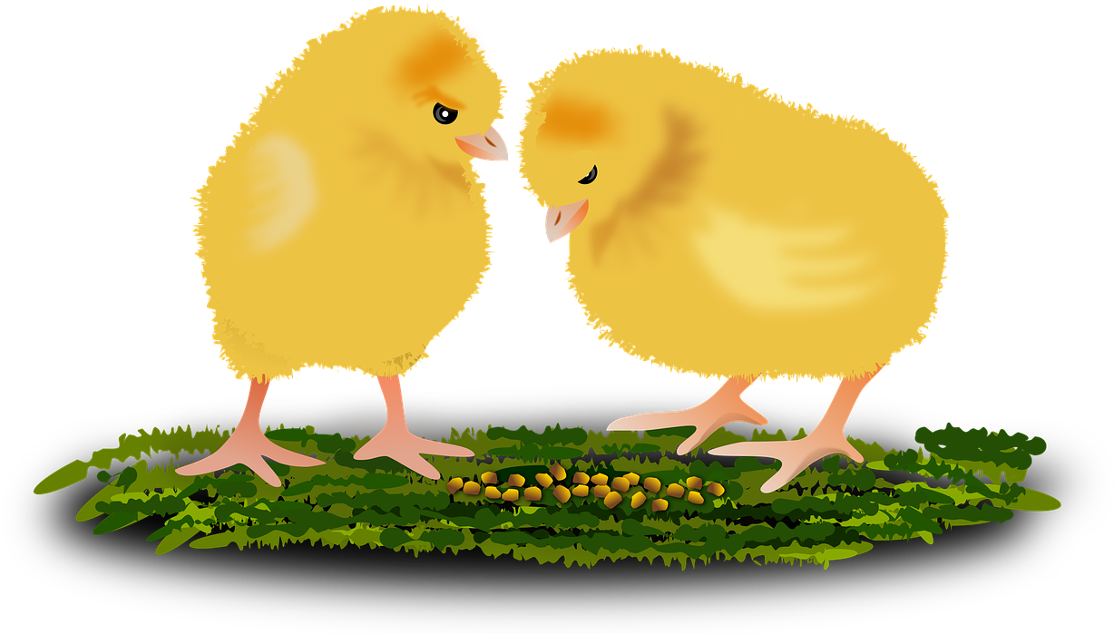 Two Chicks Standing On Grass