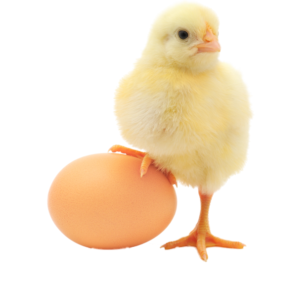 A Chick Standing On An Egg