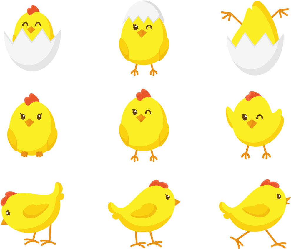A Group Of Yellow Chicks