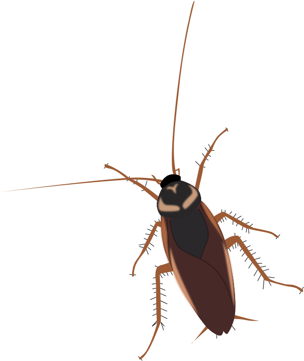 A Bug With Long Antennae