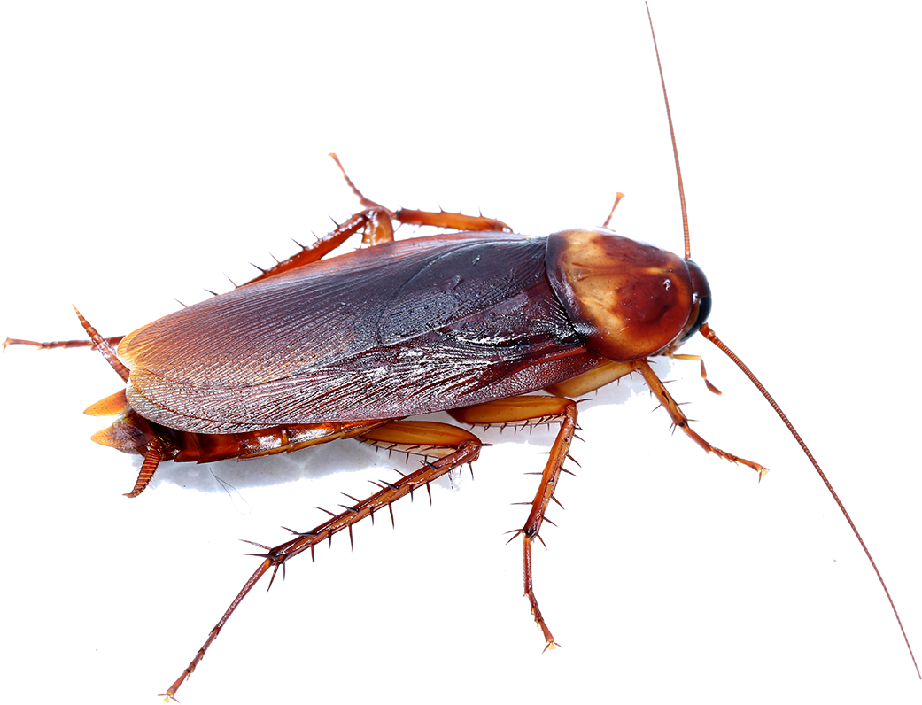 A Close Up Of A Roach