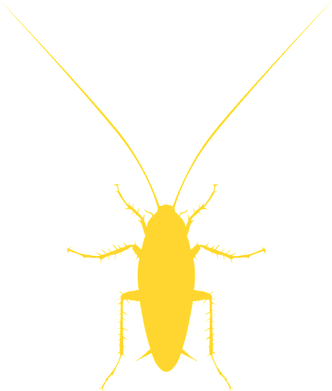 A Yellow Bug With Long Antennae