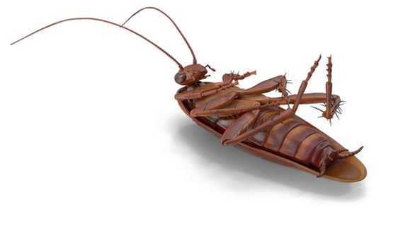 A Brown Bug With Long Antennae