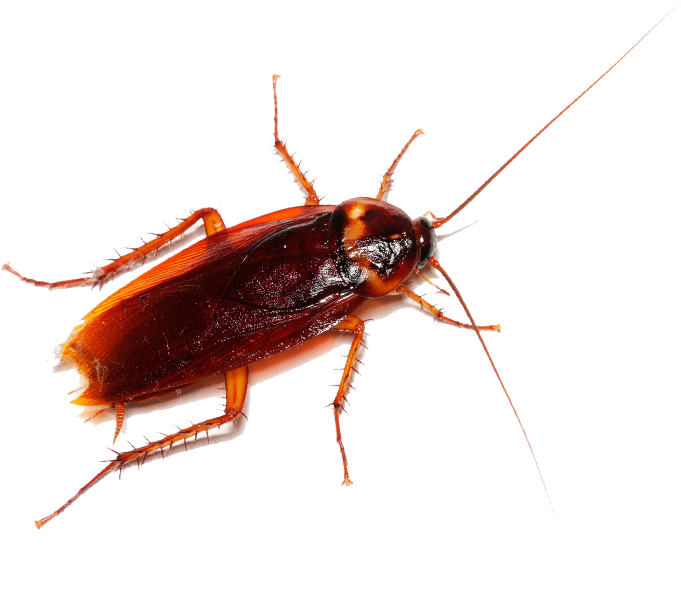 A Close Up Of A Roach