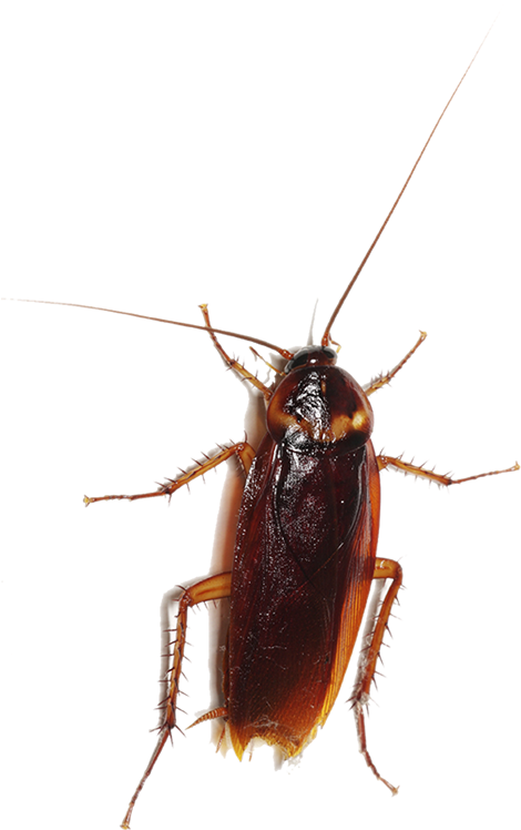 A Close Up Of A Roach