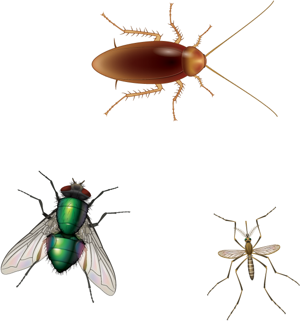 A Group Of Insects On A Black Background