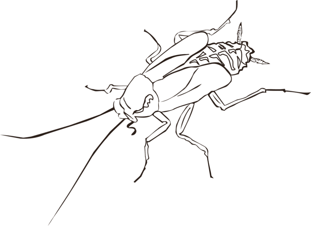 A Drawing Of A Bug