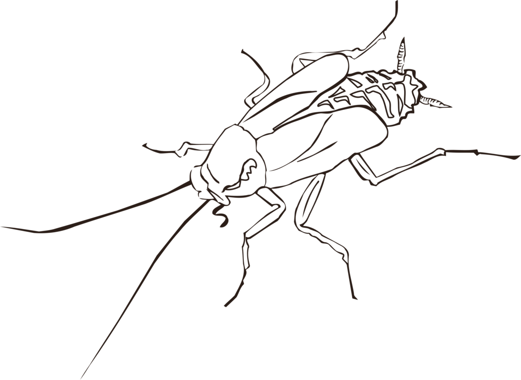 A Drawing Of A Bug