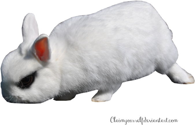 A White Rabbit With Red Ears