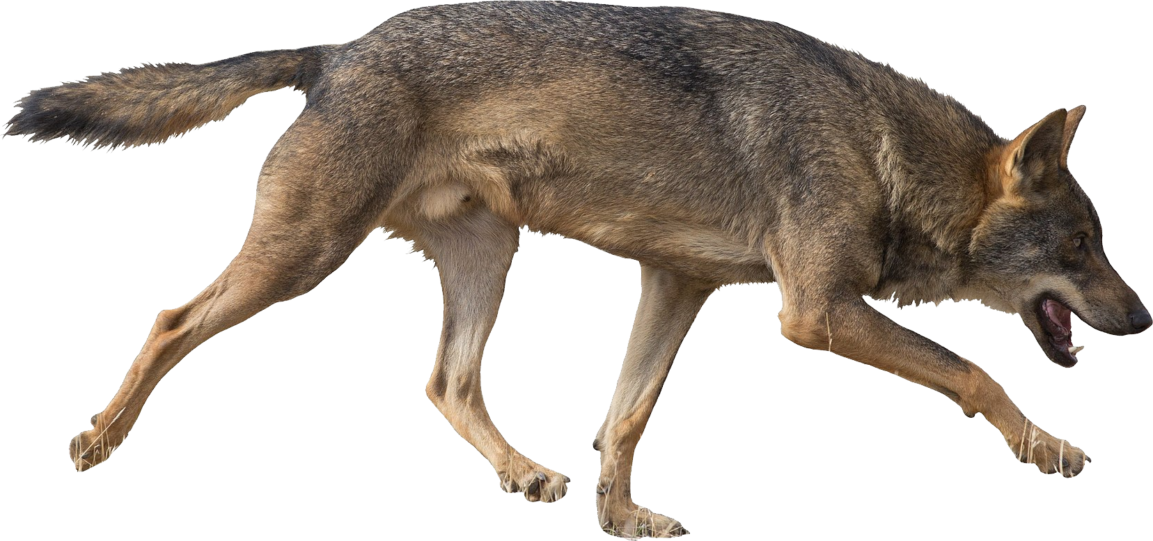A Wolf Walking On A Black Background