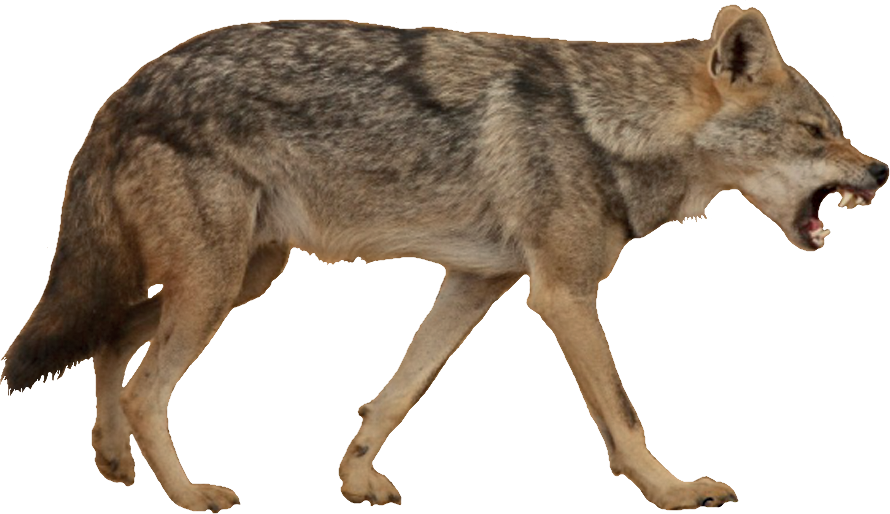 A Wolf Walking On A Black Background