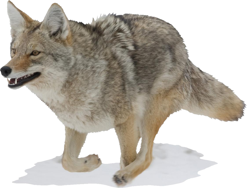 A Wolf Standing On Snow