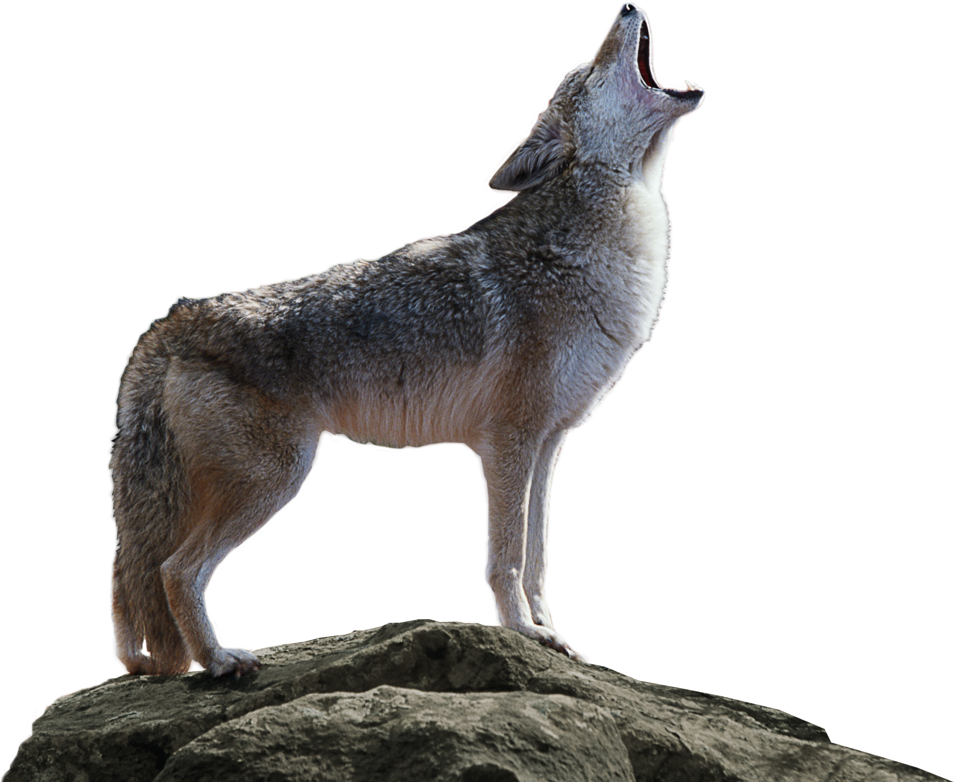 A Wolf Howling On A Rock