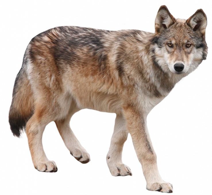 A Wolf Standing On A Black Background