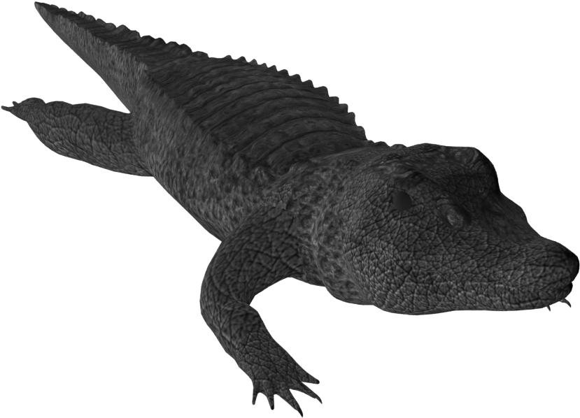 A Black Crocodile With Long Tail