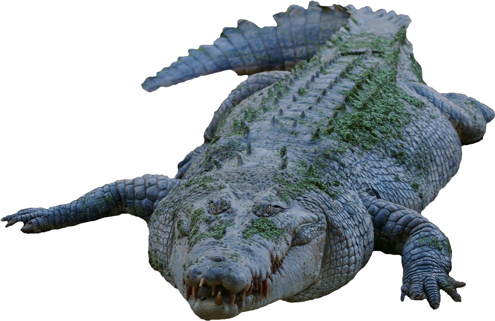 A Crocodile With Green Moss On Its Back