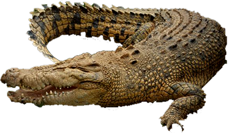 A Crocodile With A Black Background