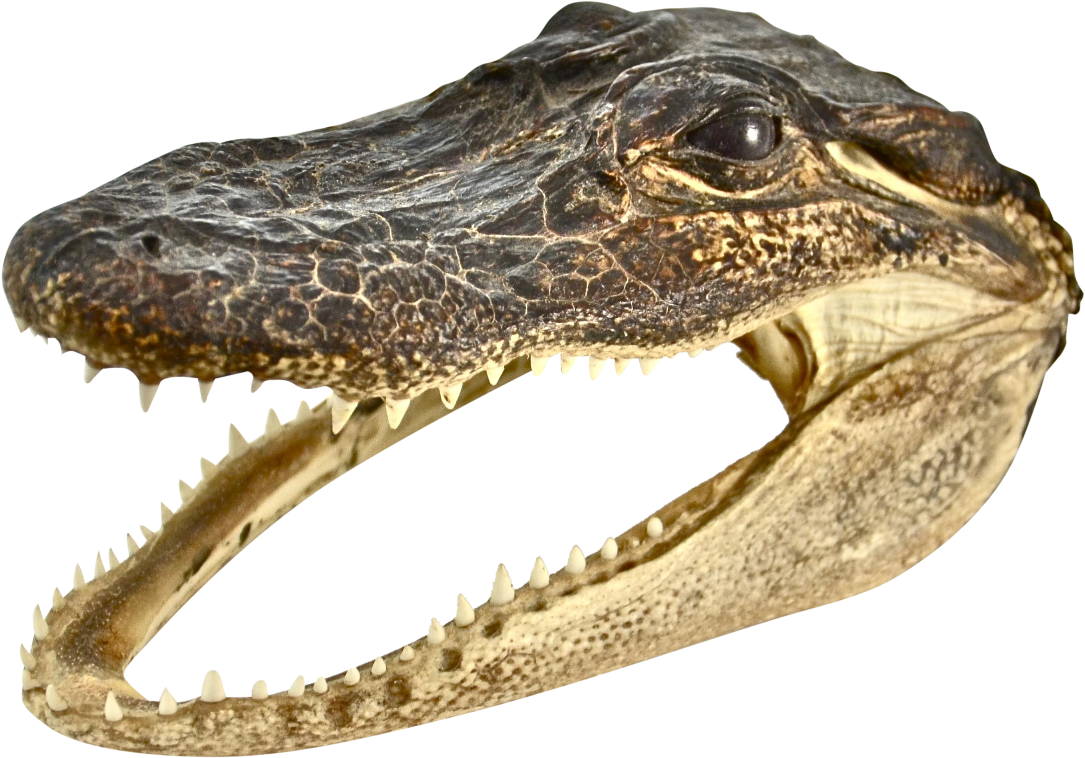 A Crocodile With Its Mouth Open